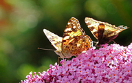 Painted Lady (Vanessa cardui)